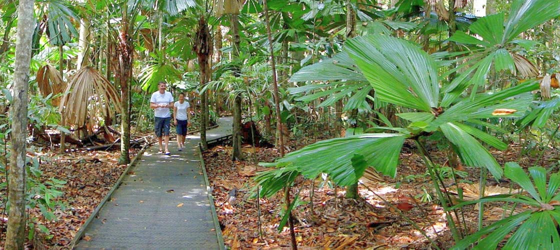 Dubuji Boardwalk - Free Things to do Cape Tribulation 